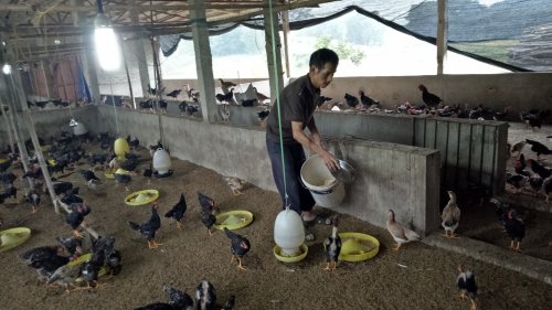 Trang trại gà của hộ ông Lê Công Nương thôn Quang Trung.jpg