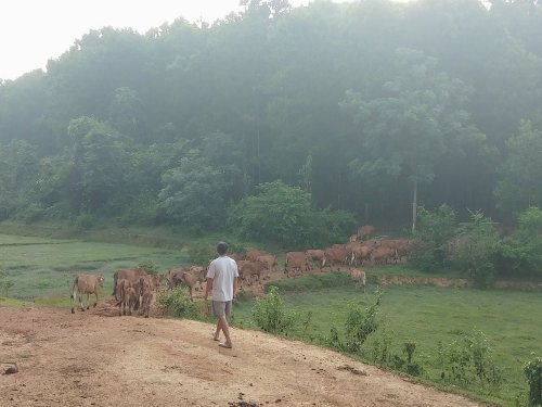 Trang trại nuôi bò sinh sản của  ông Đinh Đình Vinh thôn Hợp Thành.jpg