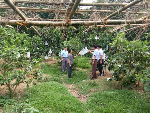 thăm mô hình trồng ổi Đài Loan của ông Lê Đăng Thống  thôn Hợp Thành.jpg