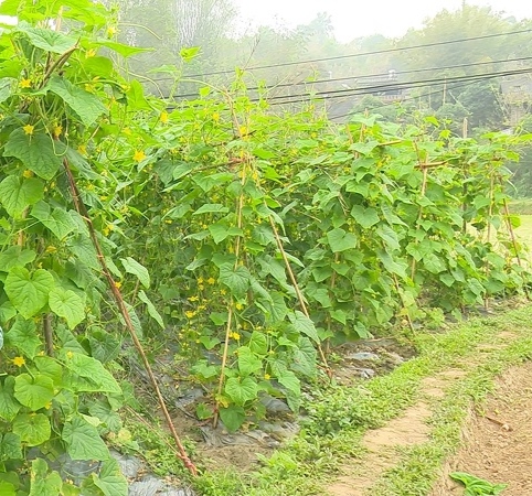 dưa.jpg
