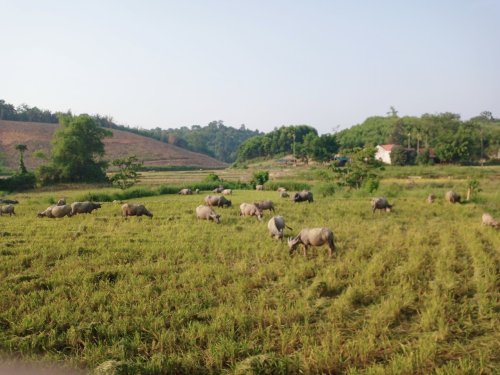 trau thôn đang ăn cỏ.jpg